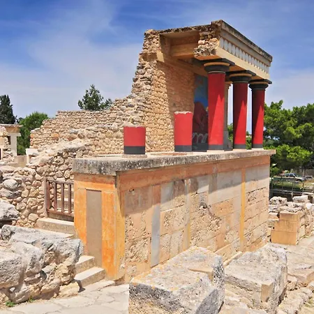 Elichrysos Cozy *